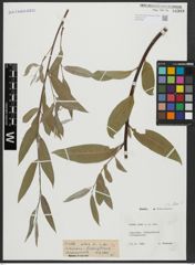 Foto von Salix alba L.
